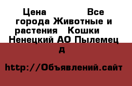 Zolton › Цена ­ 30 000 - Все города Животные и растения » Кошки   . Ненецкий АО,Пылемец д.